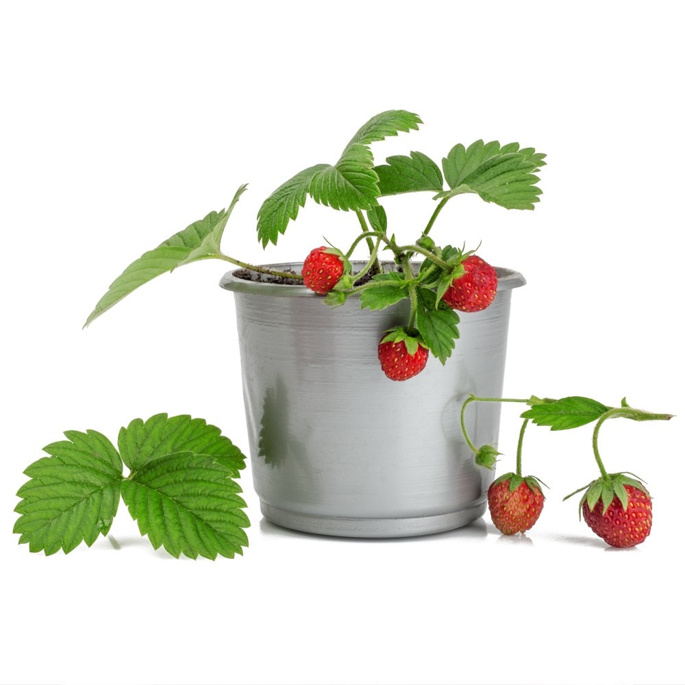 「ワイルドストロベリー赤実」9cmポット苗【2個セット】