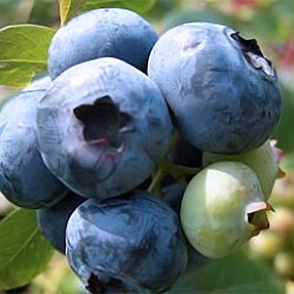 「ダロー」人気のハイブッシュ系ブルーベリー苗木15cmポット(挿し木苗)【1個】