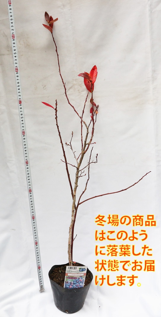 ブルーレイ」人気のハイブッシュ系ブルーベリー苗木15cmポット(3年生