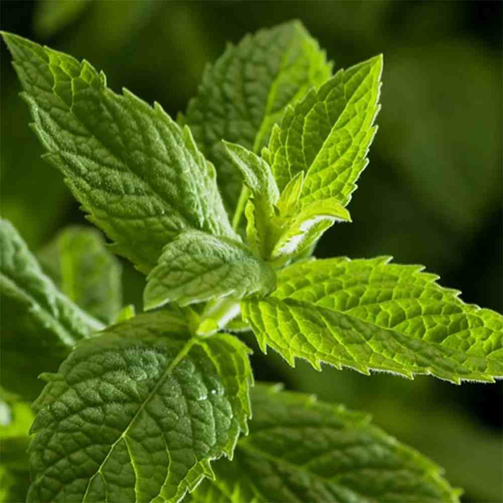 「ペパーミントホワイト」ハーブ10.5cmポット苗 通年植付け可能!【2個セット】