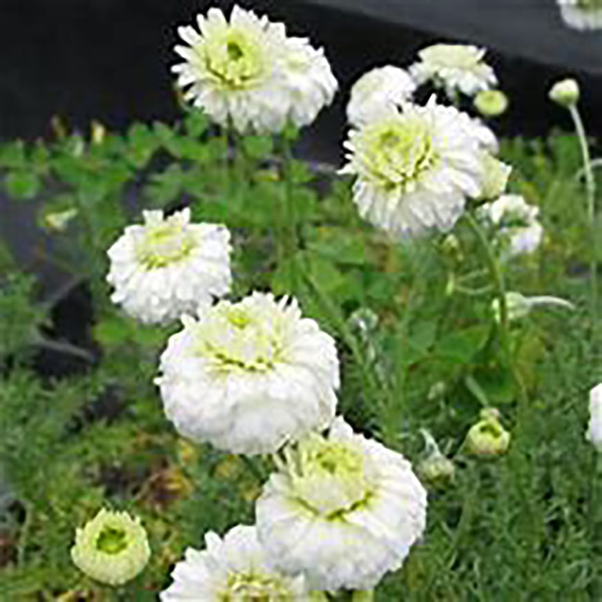 ローマンカモミールダブルフラワー」ハーブ10.5cmポット大苗 通年