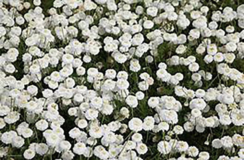 ローマンカモミールダブルフラワー」ハーブ10.5cmポット大苗 通年