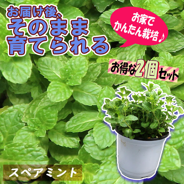 スペアミント」ハーブBN硬質12cmポット大苗 【2個セット