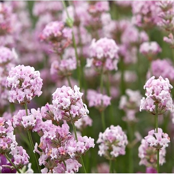 ラベンダー イングリッシュ ヒドコートピンク」【品種で選べるハーブ苗