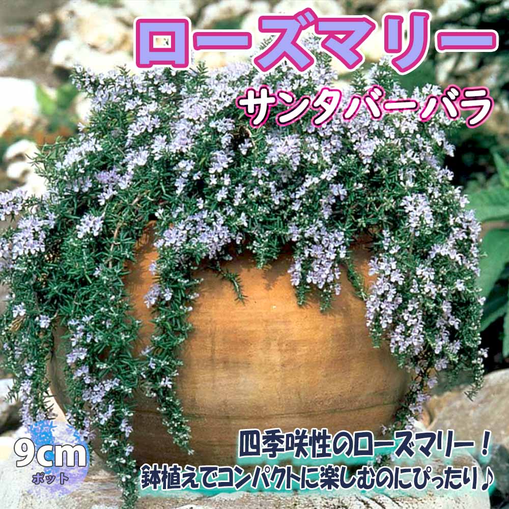 ローズマリー サンタバーバラ【ハーブ苗9cmポット】