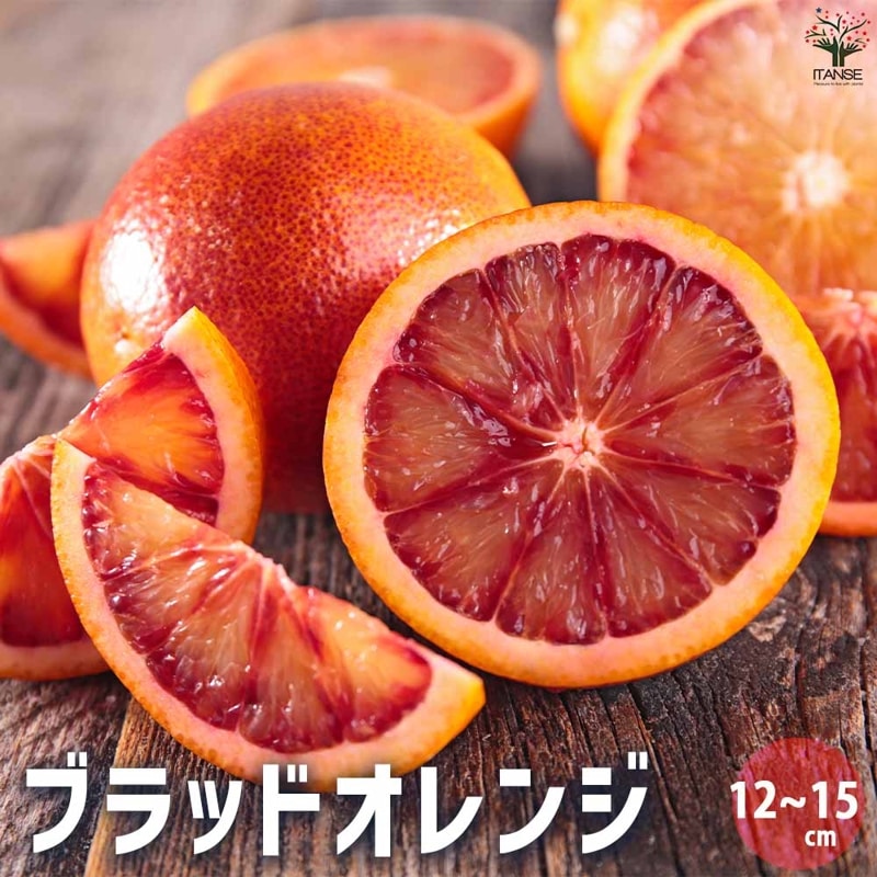 みかんの苗 小原紅早生(おばらべにわせ)【果樹の苗木 15cmポット 1～2