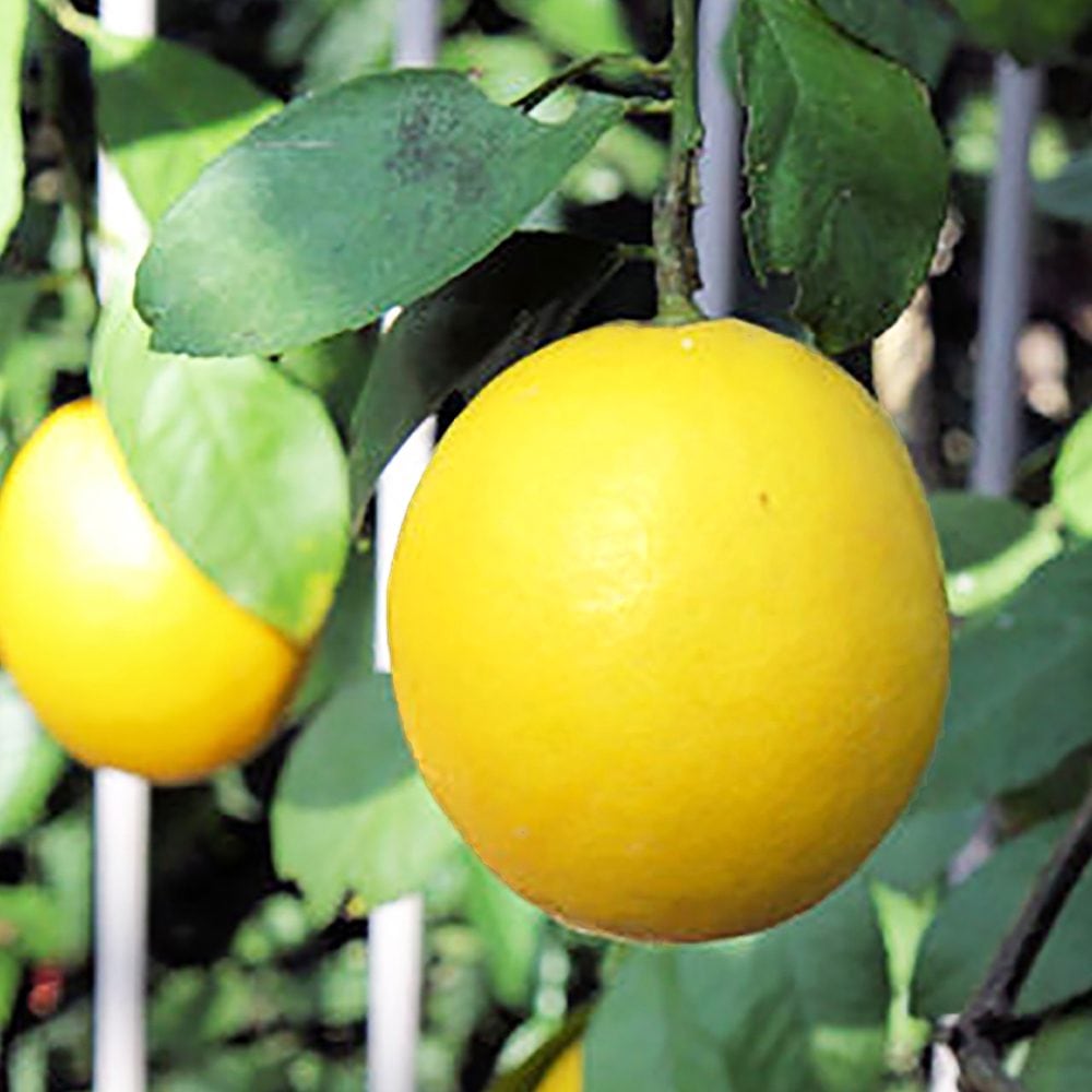 「大実サイパンレモン」【果樹挿し木苗9cmポット／2個セット】