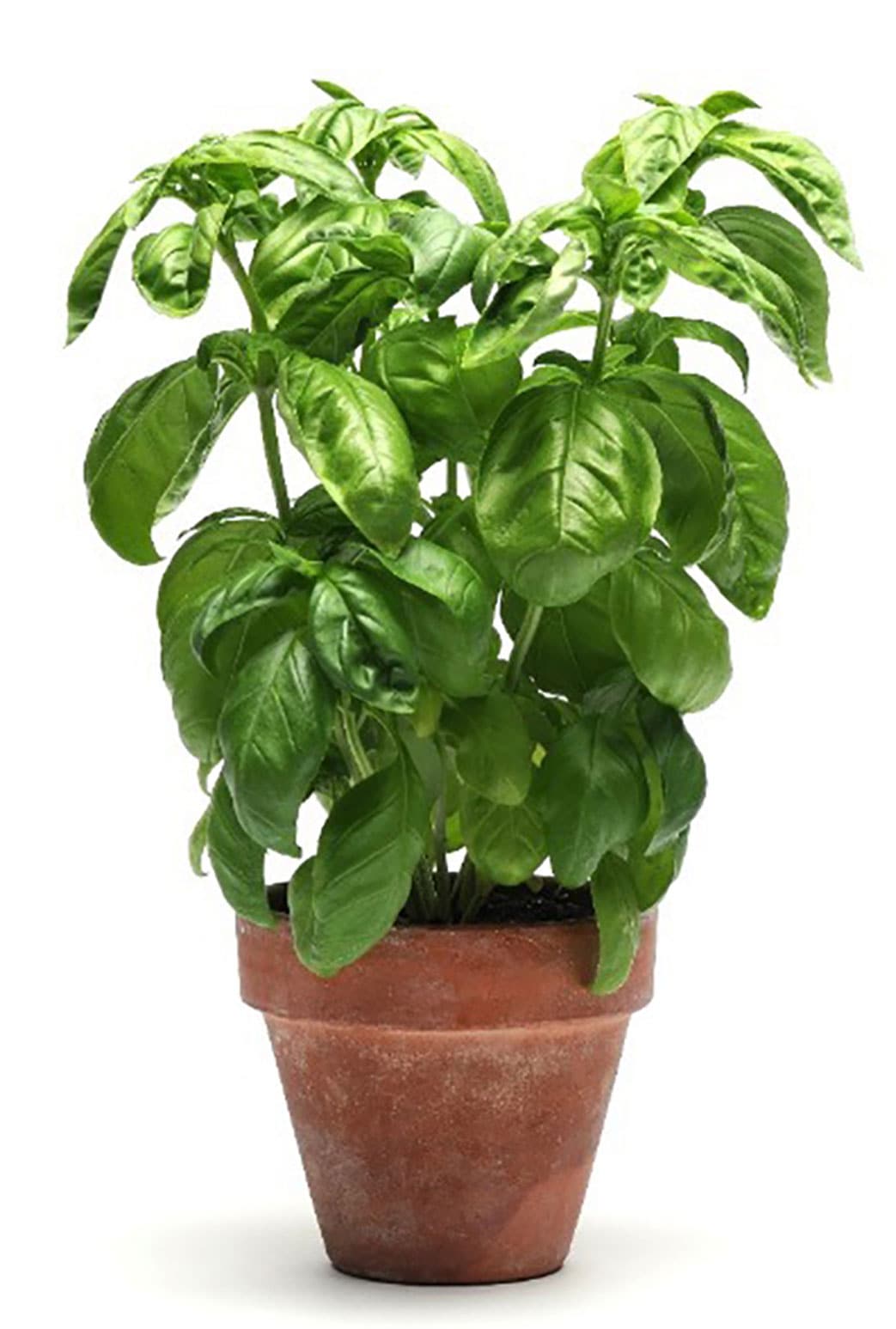 珍しいなすとバジルの苗6本セット 珍しいバジルとなすの苗6