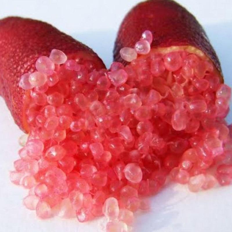 4年生　フィンガーライム接木苗／リックスレッド　8号鉢　果実肥大中 4年生 フィンガーライム接木苗／リックスレッド 8号鉢 果実肥大中