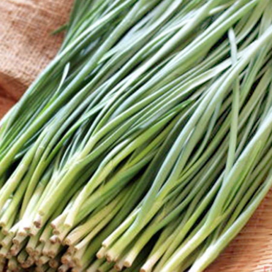 ねぎにら (ネギニラ なかみどり)【野菜苗9cmポット】