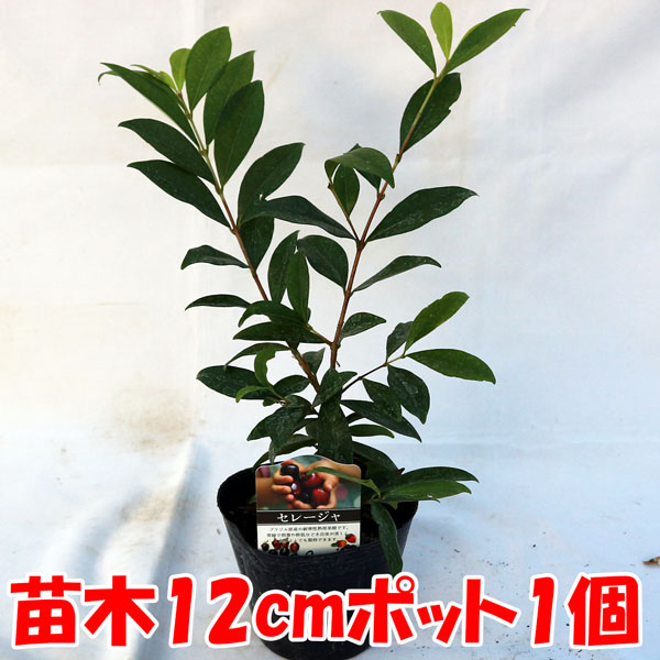 【予約済】ブラジル柱 カット苗 特大 50-70センチ オマケ付 予約済】ブラジル柱 カット苗 特大 50-70センチ オマケ付