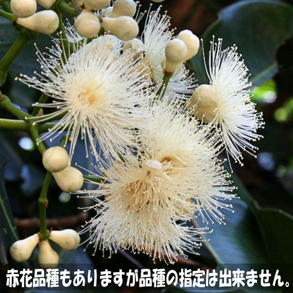 予約済】ブラジル柱 カット苗 特大 50-70センチ オマケ付 予約済