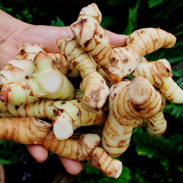 アルピニア・ガランガ(カー・タイジンジャー)の苗木 12cmポット大苗 1