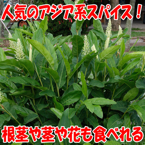 「アルピニア・ガランガ(カー・タイジンジャー)の苗木 12cmポット大苗 1個売り」タイ料理によく利用されるショウガの仲間で、カレーのほか多くの料理の香りづけに使われる。塊茎はショウガよりも一回り大きくなり、かたい皮はなく白っぽい色でさわやかな甘い香りが特徴。