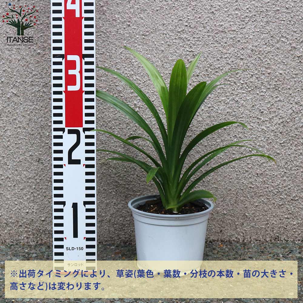 ニオイタコノキ(パンダンリーフ／ニオイアダン) 【ハーブ苗 12cmポット