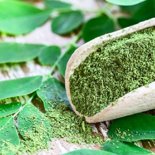 モリンガの苗木(ワサビノキ) 9cmポット苗」北インドやフィリピンで多く