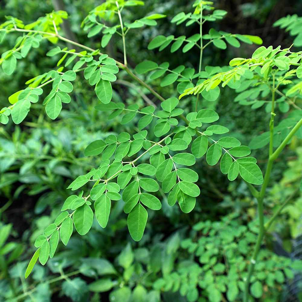 「モリンガの苗木(ワサビノキ) 9cmポット苗」北インドやフィリピンで多く栽培される奇跡の木、モリンガ。原産地では1年で数メートルになる驚異の成長力を持っています。約90種の栄養素を持つ植物として食用に栽培されています。