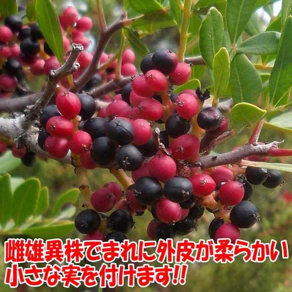 ピスタチオ15cm硬質ポット苗木(観賞用品種) 1本売り」 希少価値のある