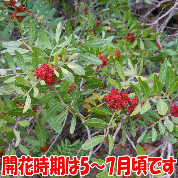 ピスタチオ15cm硬質ポット苗木(観賞用品種) 1本売り」 希少価値のある