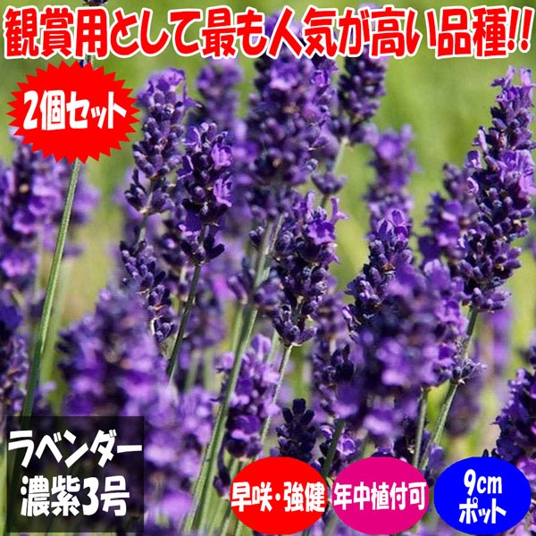 ラベンダー 濃紫3号【9cmポットハーブ苗 2個セット】｜ 【植物の