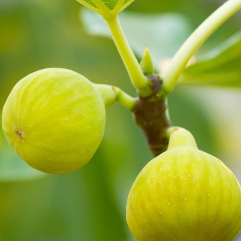 イチジク｜【植物のITANSE】全品送料無料・即出荷!