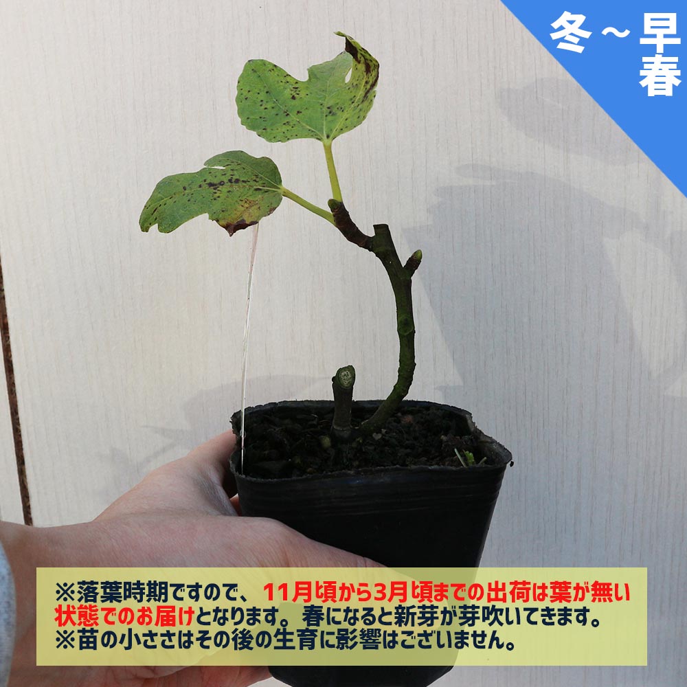 イチジク 苗木 イチジク 苗木｜Yahoo!フリマ（旧PayPayフリマ）