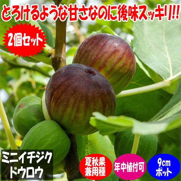 植物のＩＴＡＮＳＥ】全品送料無料・即出荷!