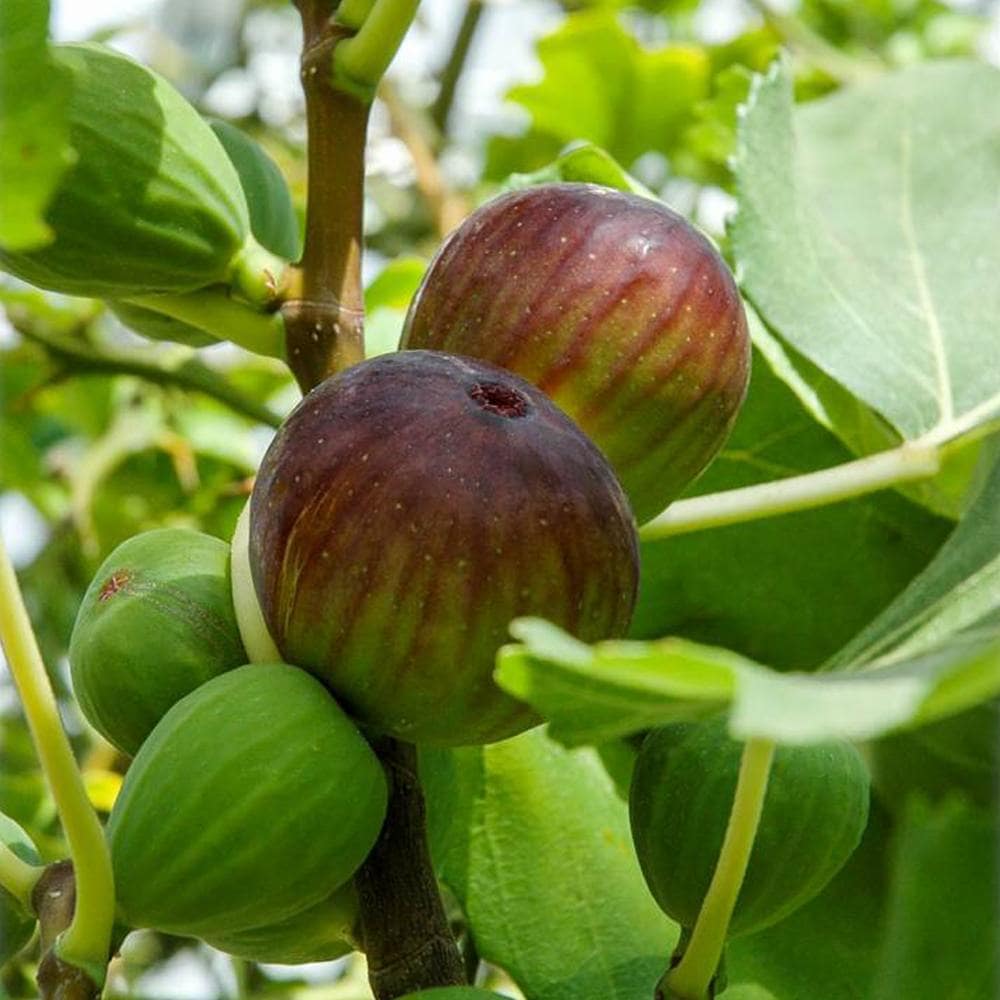 エカチェリーナイチジク4種セット エカチェリーナ様専用イチジク4種セット 鉢植え栽培セット