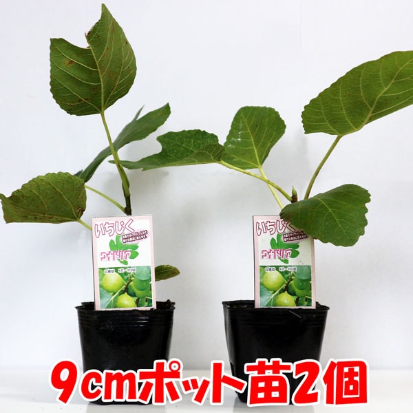 ミニ白イチジク コナドリア【果樹苗9cmポット／2個セット】｜ 【植物の 