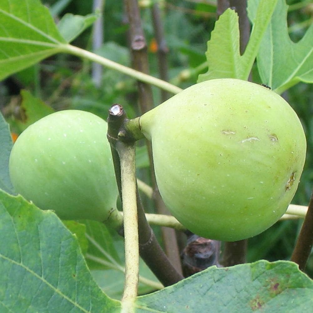 ミニ白イチジク コナドリア【果樹苗9cmポット／2個セット】