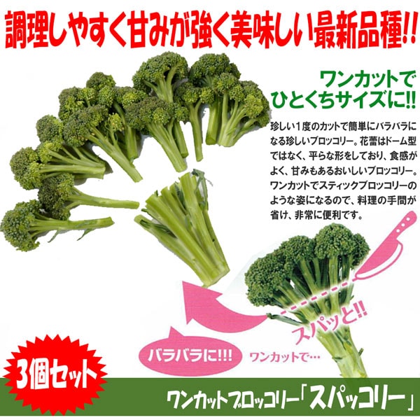「最新品種!!ワンカットブロッコリー”スパッコリーの苗”お買い得3個セット」調理しやすく甘みが強く美味しいブロッコリー最新品種!!【野菜苗9cmポット お買い得3個セット】