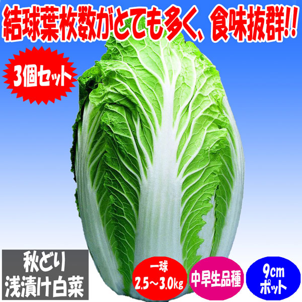 「美味しい秋どり白菜品種!!”浅漬け白菜”の苗」黄芯系中早生品種【野菜苗9cmポット お買い得3個セット】