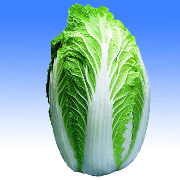 「美味しい秋どり白菜品種!!”浅漬け白菜”の苗」黄芯系中早生品種【野菜苗9cmポット お買い得3個セット】