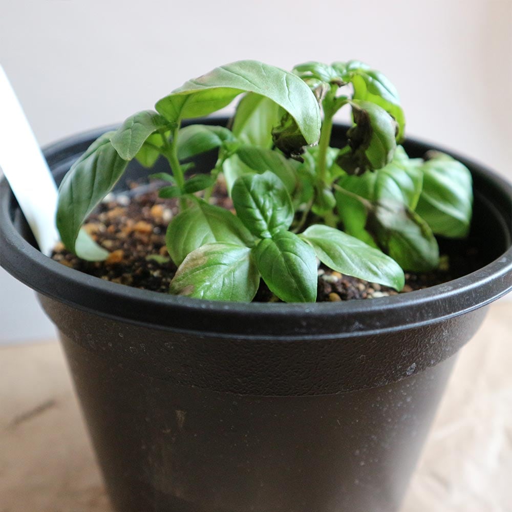 スイートバジルの大苗【野菜苗18cm硬質ポット大苗1個／肥料付