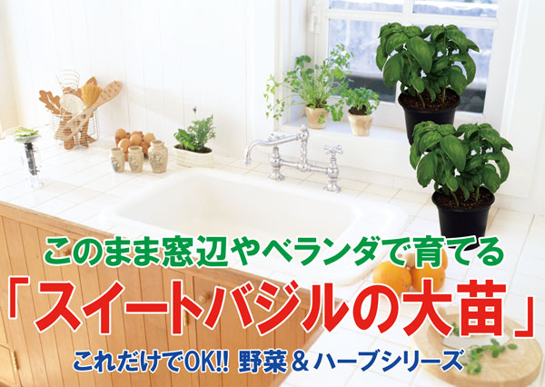 スイートバジルの大苗【野菜苗18cm硬質ポット大苗1個／肥料付