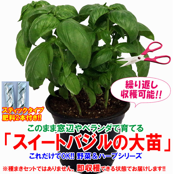 スイートバジルの大苗【野菜苗18cm硬質ポット大苗1個／肥料付】