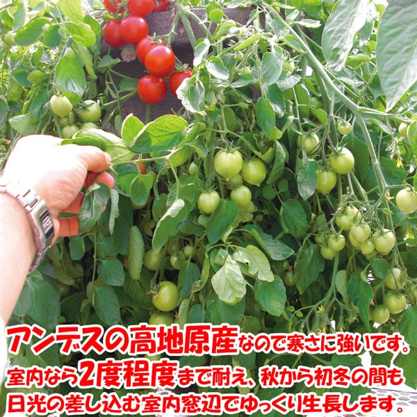 冬トマトの大苗【野菜苗18cm硬質ポット大苗1個／トマト専用肥料付