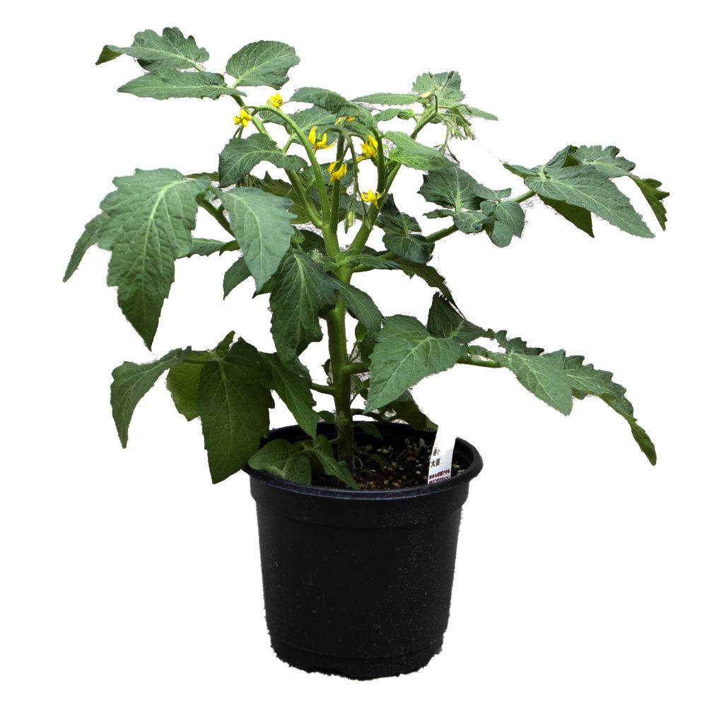 冬トマトの大苗【野菜苗18cm硬質ポット大苗1個／トマト専用肥料付】