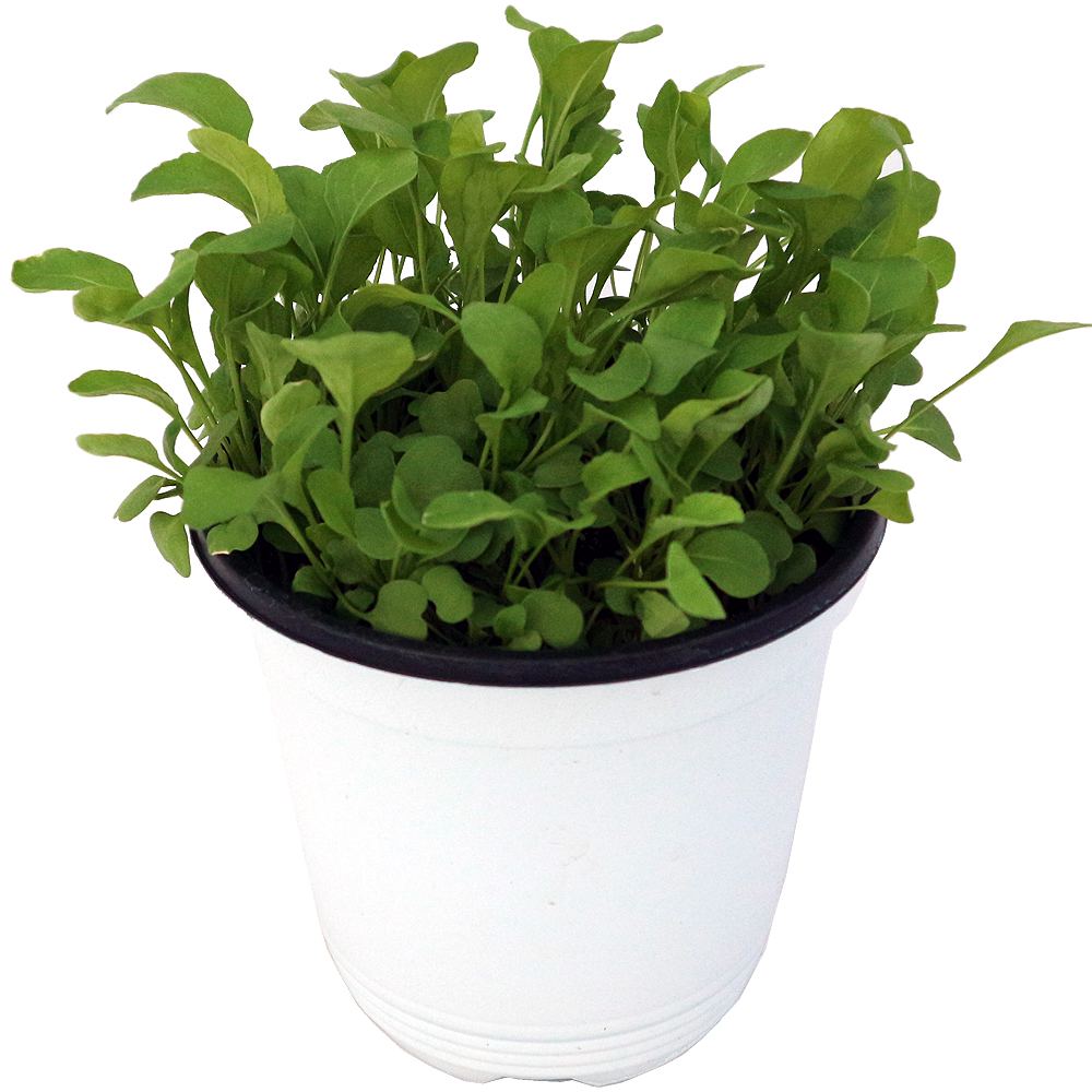 ”ルッコラの大苗”繰り返し何回も収穫可能。室内・戸外通年栽培用大苗 肥料付き”これだけでOKシリーズ”このまま室内窓辺や戸外のベランダで育てるシリーズ【ハーブ苗15cm硬質ポット大苗 1個売り】