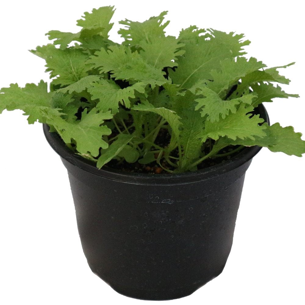 わさび菜の大苗【野菜苗18cm硬質ポット大苗1個／肥料付き】