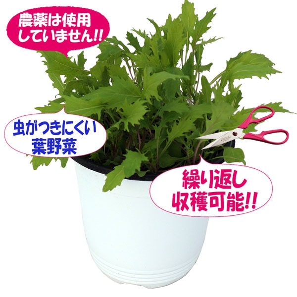 サラダ水菜赤茎緑茎MIXの大苗【野菜苗15cm硬質ポット大苗1個／肥料付き