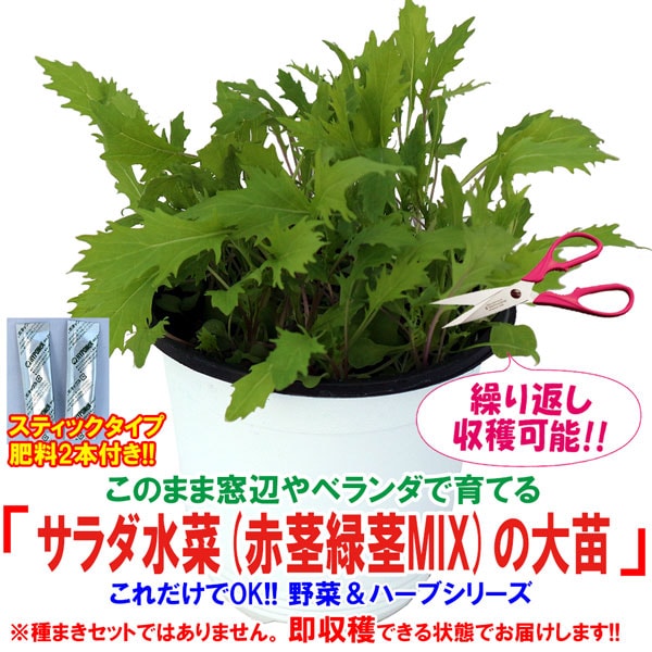 サラダ水菜赤茎緑茎MIXの大苗【野菜苗15cm硬質ポット大苗1個／肥料付き】