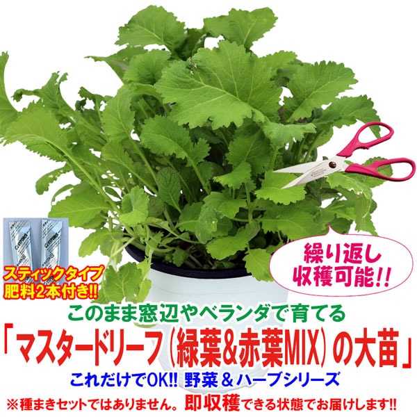 マスタードリーフ(緑葉&赤葉ミックス)の大苗【野菜苗15cm硬質ポット大苗1個／肥料付き】