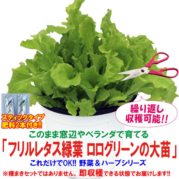 ”フリルレタス緑葉 ロログリーンの大苗”繰り返し何回も収穫可能!【野菜苗15cm硬質ポット大苗1個／肥料付き】