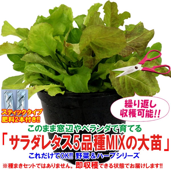 ”サラダレタス5品種ミックスの大苗”繰り返し何回も収穫可能!【野菜苗18cm硬質ポット大苗1個／肥料付き】