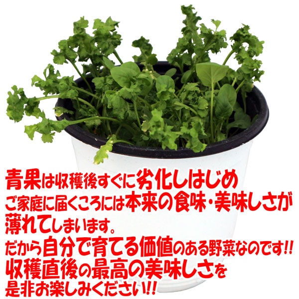 カーリー&マスタード クレソンの大苗”繰り返し何回も収穫可能!【野菜苗