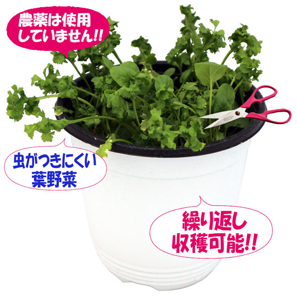 カーリー&マスタード クレソンの大苗”繰り返し何回も収穫可能!【野菜苗