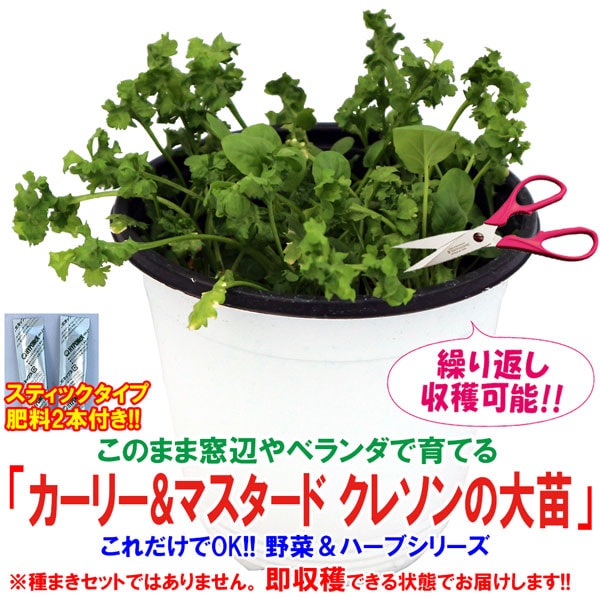 ”カーリー&マスタード クレソンの大苗”繰り返し何回も収穫可能!【野菜苗15cm硬質ポット大苗1個／肥料付き】
