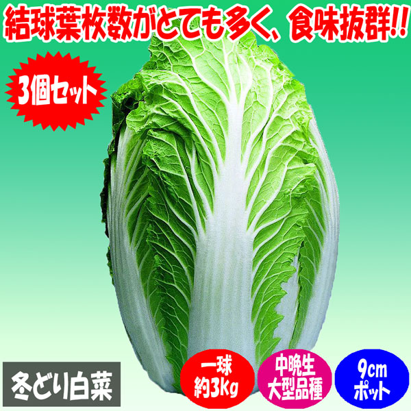 「美味しい”冬どり白菜”の苗」黄芯系中晩生品種【野菜苗9cmポット お買い得3個セット】