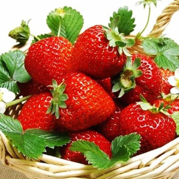 すずなりいちご 大苗【野菜苗 18cmポット／1個】｜ 【植物の